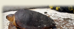  Photo of turtles 